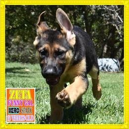ZETA - Black and red female German Shepherd puppy in Murrieta, California from Diamond Oaks German Shepherds