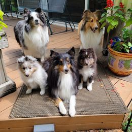 Shetland Sheepdogs from Wysteria Mist Shetland Sheepdogs