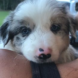 Border Collie Puppies from Burke BC’s