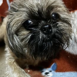 Isabel - Shih Tzu