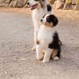 Australian Shepherd Puppies from Badlands Australian Shepherds