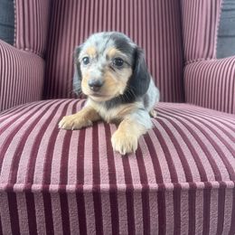 Sundae - Dapple female Dachshund puppy in Arthur, Illinois from Chupp’s Puppies