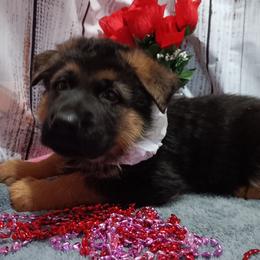 White - Black and red male German Shepherd puppy in Gustavus, Ohio from Cross Kreek Kennels