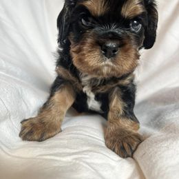 Cavalier King Charles Spaniel Puppies from Primrose Cavaliers