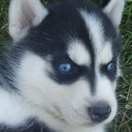 Cheh - Siberian Husky