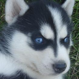 Cheh - Siberian Husky