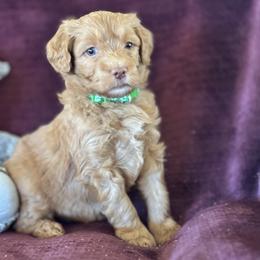 Jade - Red  female Goldendoodle puppy in Morriston, Florida from Florida's Joyful Goldendoodles