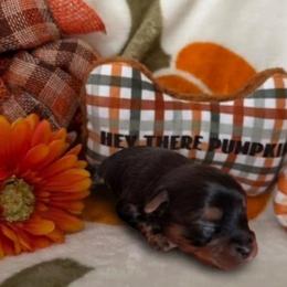 Little boy Purple - Black and tan male Yorkshire Terrier puppy in Hot Springs, Arkansas from Loving Laps (Yorkies raised right )