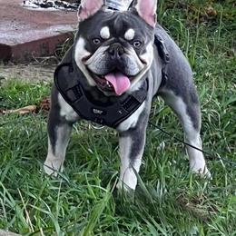 Hank - French Bulldog