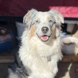 Australian Shepherds from Brazier River Aussies
