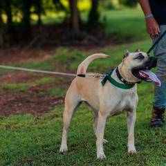 Perro de Presa Canarios from Kings Court Kennel