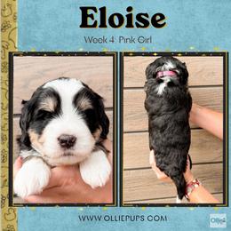 Eloise (Pink girl) - Tri-color female Bernedoodle puppy in Boiling Springs, South Carolina from OlliePups, LLC