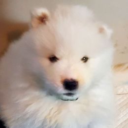 Samoyed Puppies from White Sea Samoyeds