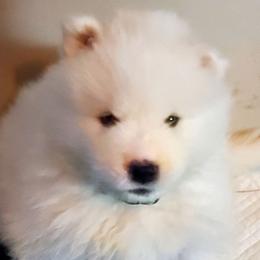 Samoyed Puppies from White Sea Samoyeds