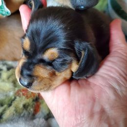 Dachshund Puppies from Doxie Lakes