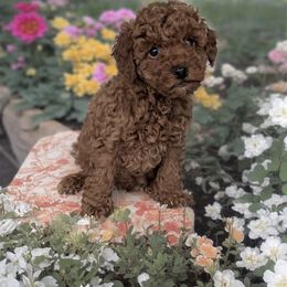 Kevin - Red  male Poodle puppy in Mint Hill, North Carolina from DoodleForever
