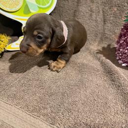 Pink collar short hair - Chocolate female Dachshund puppy in Pleasant Plains, Arkansas from JGBs Silver Spur Dachshunds