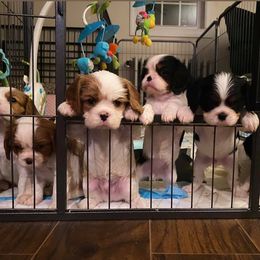 Cavalier King Charles Spaniel Puppies from CK Cavaliers