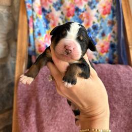 Himalaya - Tri-color male Bernedoodle puppy in Fort Meade, Florida from Ashley Baldwin