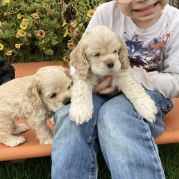 Cocker Spaniel Puppies from Doc's Cockers