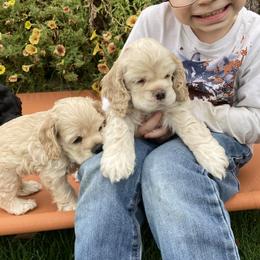 Cocker Spaniel Puppies from Doc's Cockers