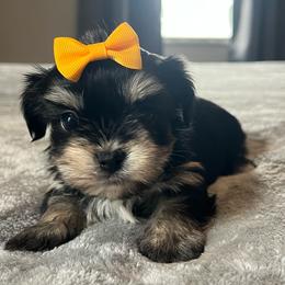 Sugar - Black and tan female Yorkshire Terrier puppy in Jacksonville, Florida from The Yorkie Shack
