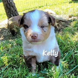 Kelly - Red merle female Miniature Australian Shepherd puppy in Waxhaw, North Carolina from Cane Creek Aussies