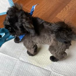 Shih Tzu All Grown Up from Hjo’s Pupdates