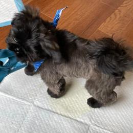 Shih Tzu All Grown Up from Hjo’s Pupdates