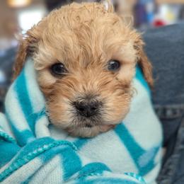 Yellow collar boy - Buff male Cockapoo puppy in Middletown, Ohio from Blessed Chaos