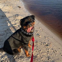 Border Collies and Rottweilers from Mottled Creek Farm