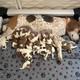 GINGER - REDTICK