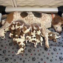 GINGER - REDTICK - Beagle