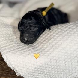 Wren - Silver female Poodle puppy in Detroit Lakes, Minnesota from Pickerel Pups