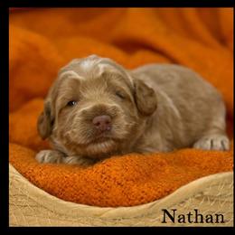 Nathan - Caramel male Australian Labradoodle puppy in Gladstone, Oregon from Beaver State Labradoodles