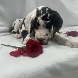 Great Dane Puppies from Catskills Greatest Danes
