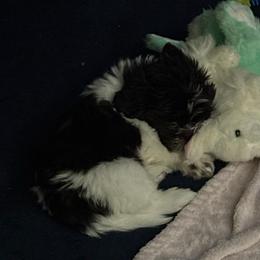 Harley - Tricolor male Shih Tzu puppy in Claremore, Oklahoma from Reputable Shih tz Breeders  and Buyers In Oklahoma
