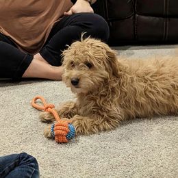 Cavapoo Puppies from PuppybuddyUSA