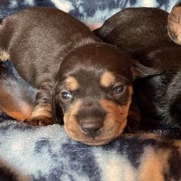 Dachshunds from Rice’s Dachshund farm
