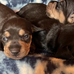 Dachshunds from Rice’s Dachshund farm