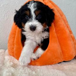 Lassen - Tri-color male Bernedoodle puppy in Concord, California from Golden State Good Dogs