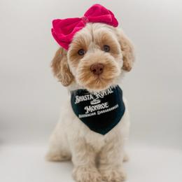 Petal - Caramel female Australian Labradoodle puppy in Redding, California from Shasta Royal Monroe Puppies
