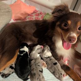 Toy Australian Shepherd puppies from Under the Oak Aussies