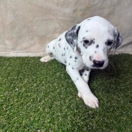 Tassie - White and black female Dalmatian puppy in Fort Worth, Texas from Xzayvius Stitt