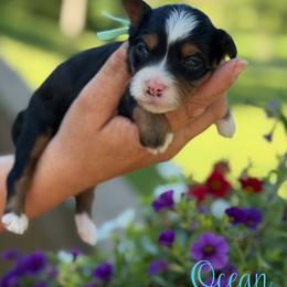 Ocean - female Australian Mountain Doodle puppy in Henry, Illinois from Rowe Farms Doodles