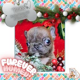 Girl 3 - Binkie - Fawn female French Bulldog puppy in Elberton, Georgia from Ioney's Southern Paws Shelties, Frenchies, and Yorkies