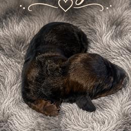 Dodger - Red male Dachshund puppy in Madisonville, Tennessee from L&A Dachshunds