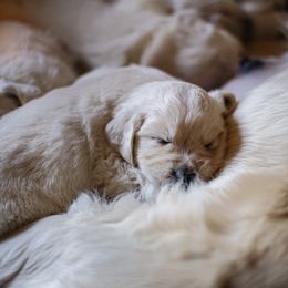Golden Retriever Puppies from Faded Ash Goldens