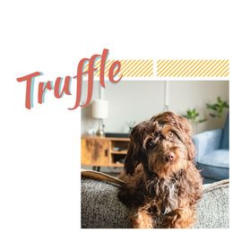 Aussiedoodle Puppies from Cross-Tied Farm Aussiedoodles