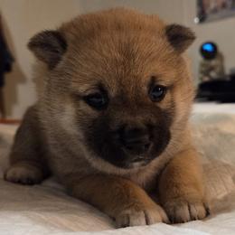 Ember - Red female Shiba Inu puppy in Stanley, North Carolina from Yoru's Dojo Legacy